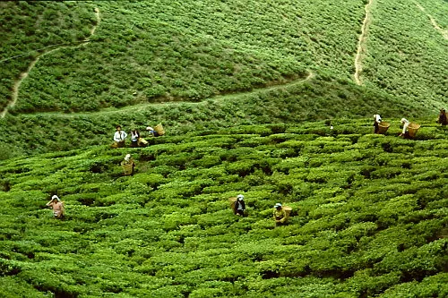 10072 darjeeling honeymoon couple tea garden