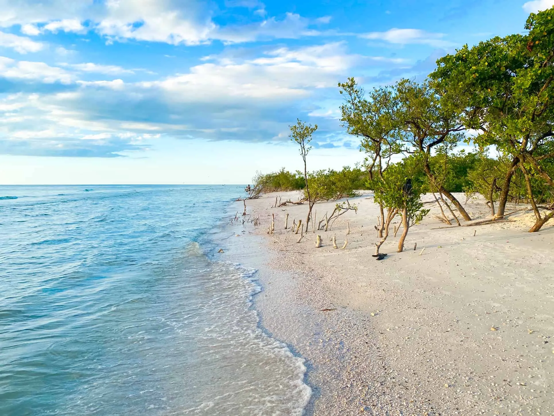 10133 honeymoon island dog